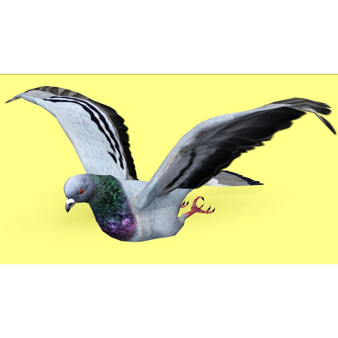Pigeon 3D Model – Animated Low Poly Rigged Character, FBX, OBJ - View 7