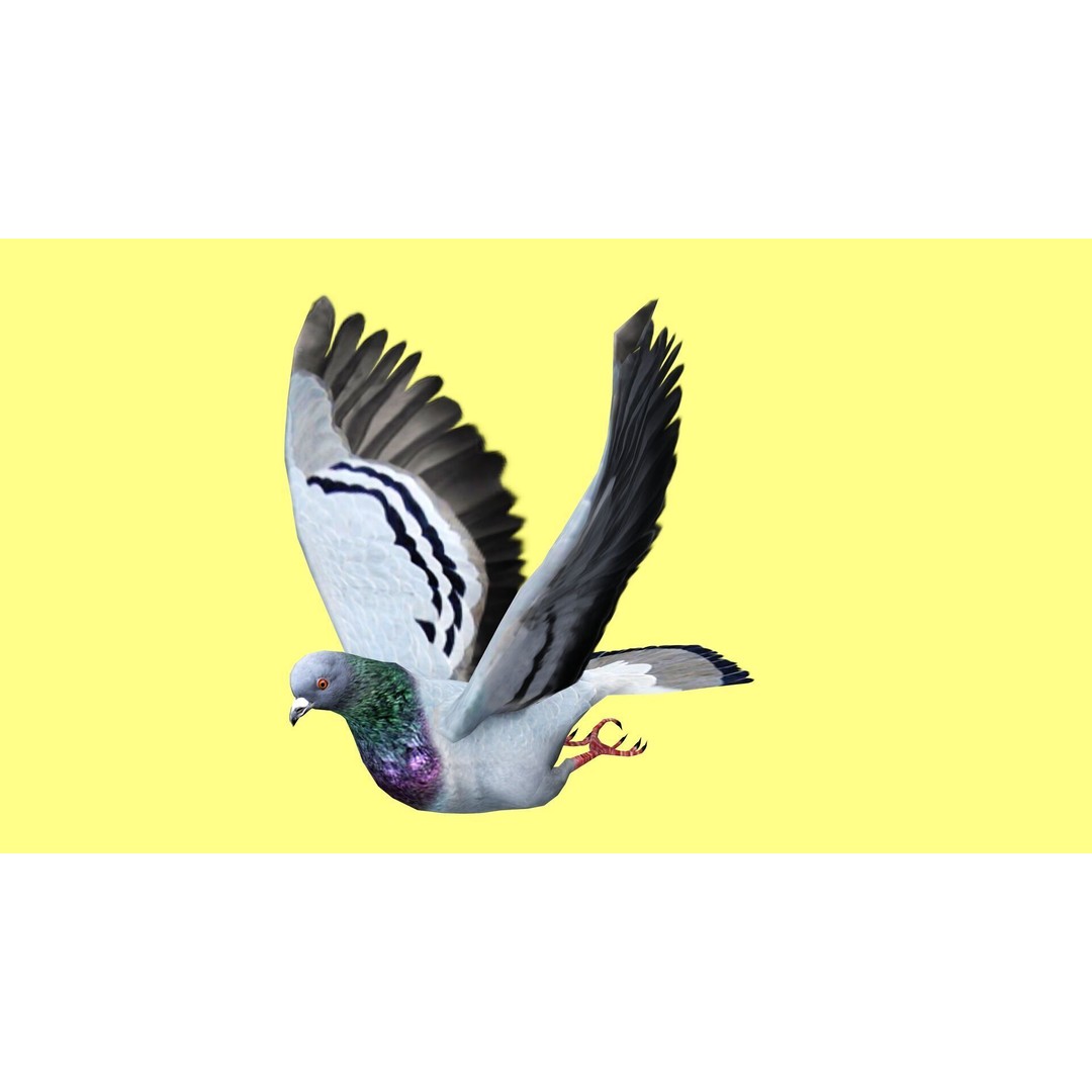Pigeon 3D Model – Animated Low Poly Rigged Character, FBX, OBJ - View 8