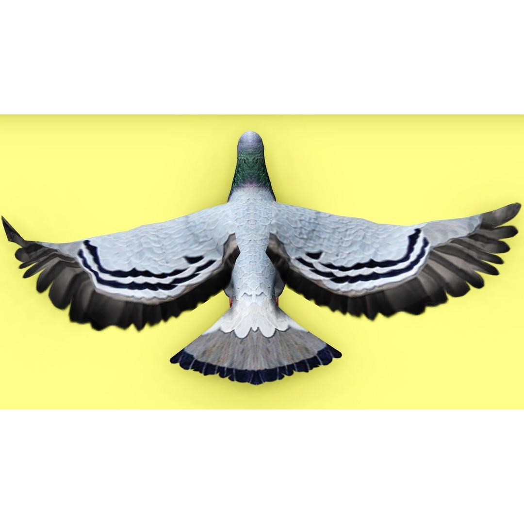 Pigeon 3D Model – Animated Low Poly Rigged Character, FBX, OBJ - View 9