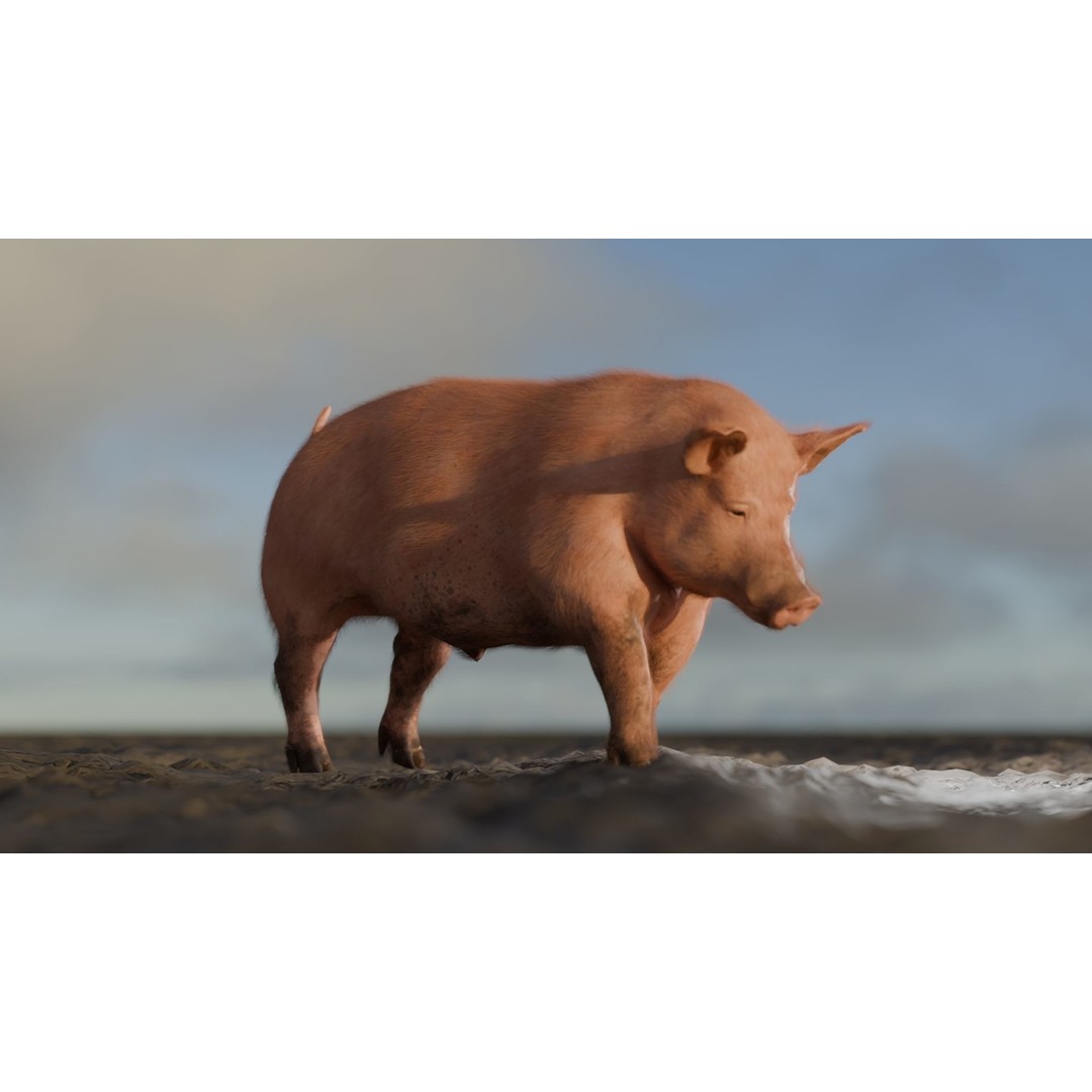 Pig 3D Model – Rigged and Animated Game Asset, FBX - View 3