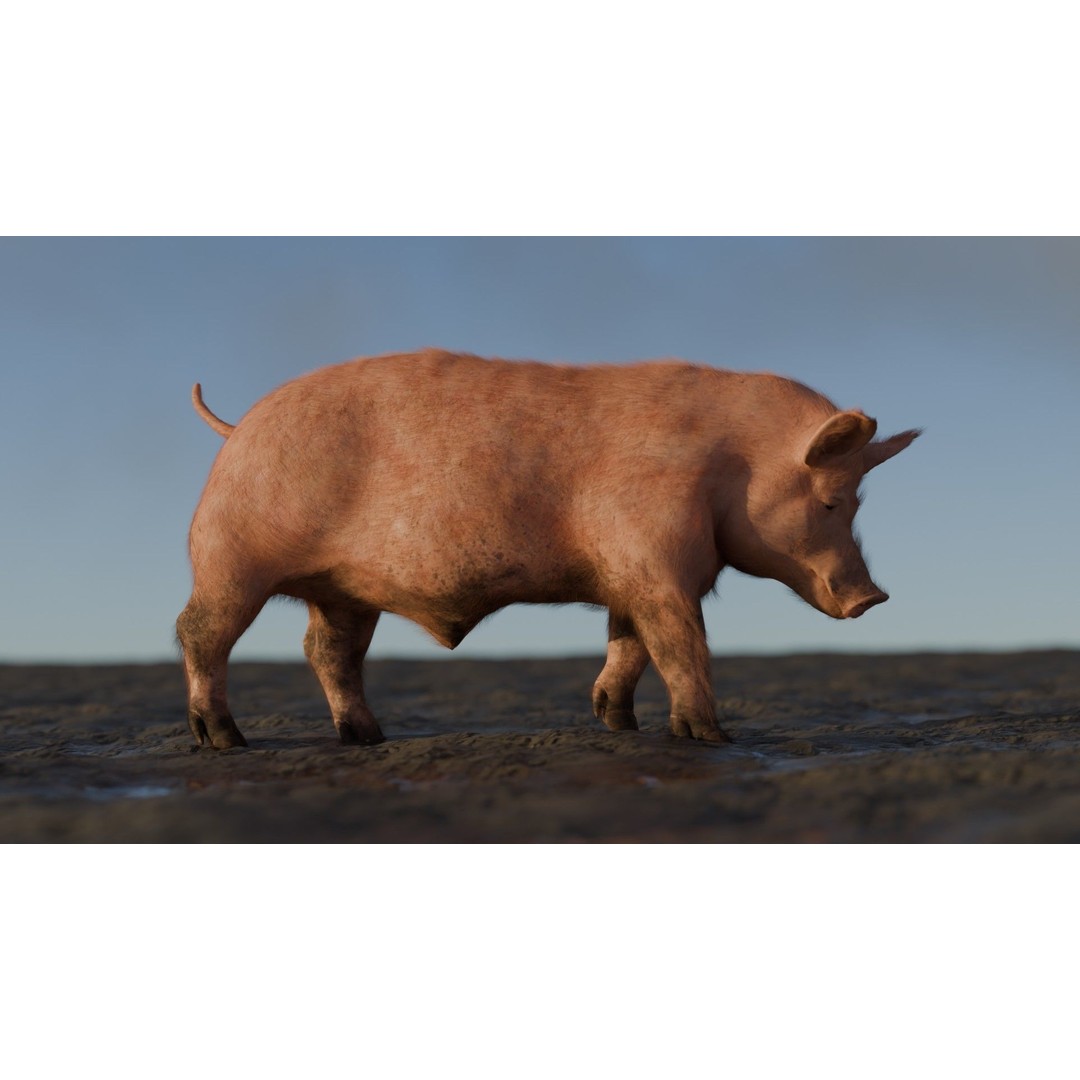 Pig 3D Model – Rigged and Animated Game Asset, FBX - View 4