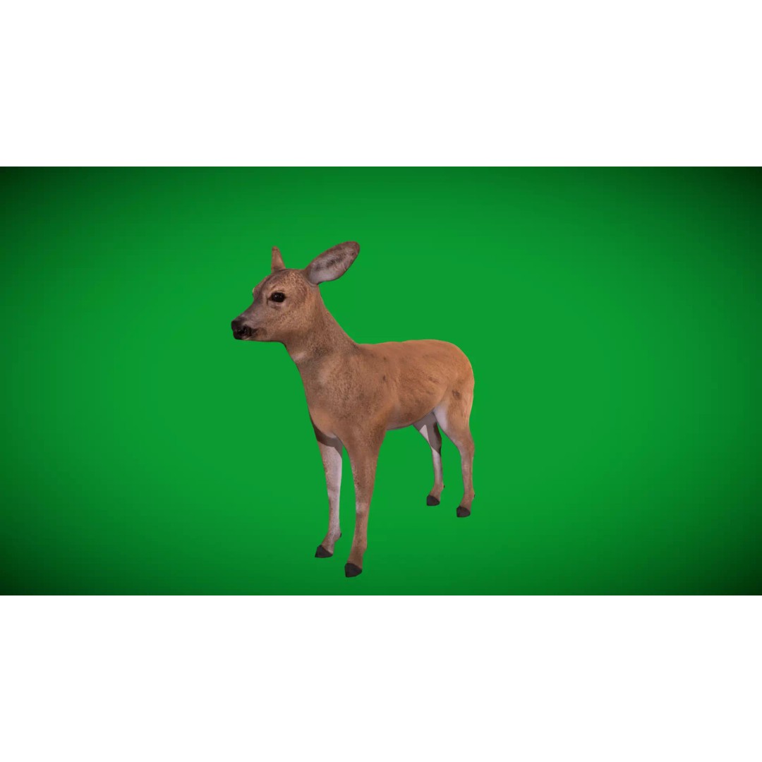 European Roe Deer 3D Model – Low Poly Game Ready Asset, FBX