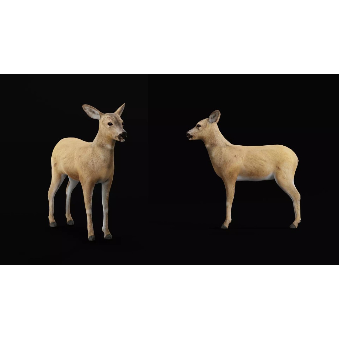 European Roe Deer 3D Model – Low Poly Game Ready Asset, FBX - View 10