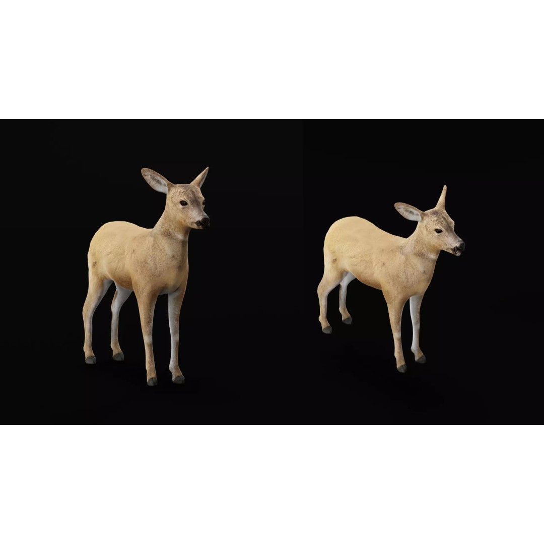 European Roe Deer 3D Model – Low Poly Game Ready Asset, FBX - View 12