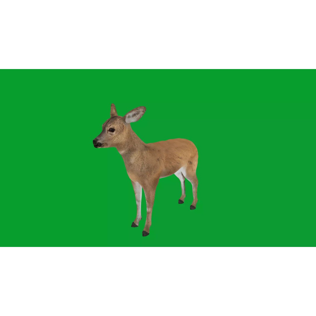 European Roe Deer 3D Model – Low Poly Game Ready Asset, FBX - View 16