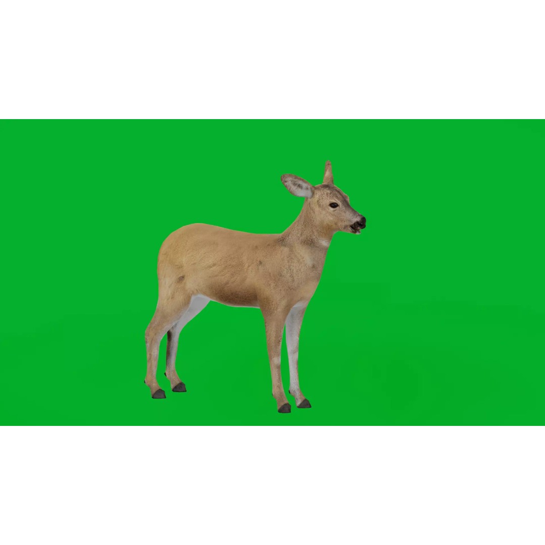 European Roe Deer 3D Model – Low Poly Game Ready Asset, FBX - View 2