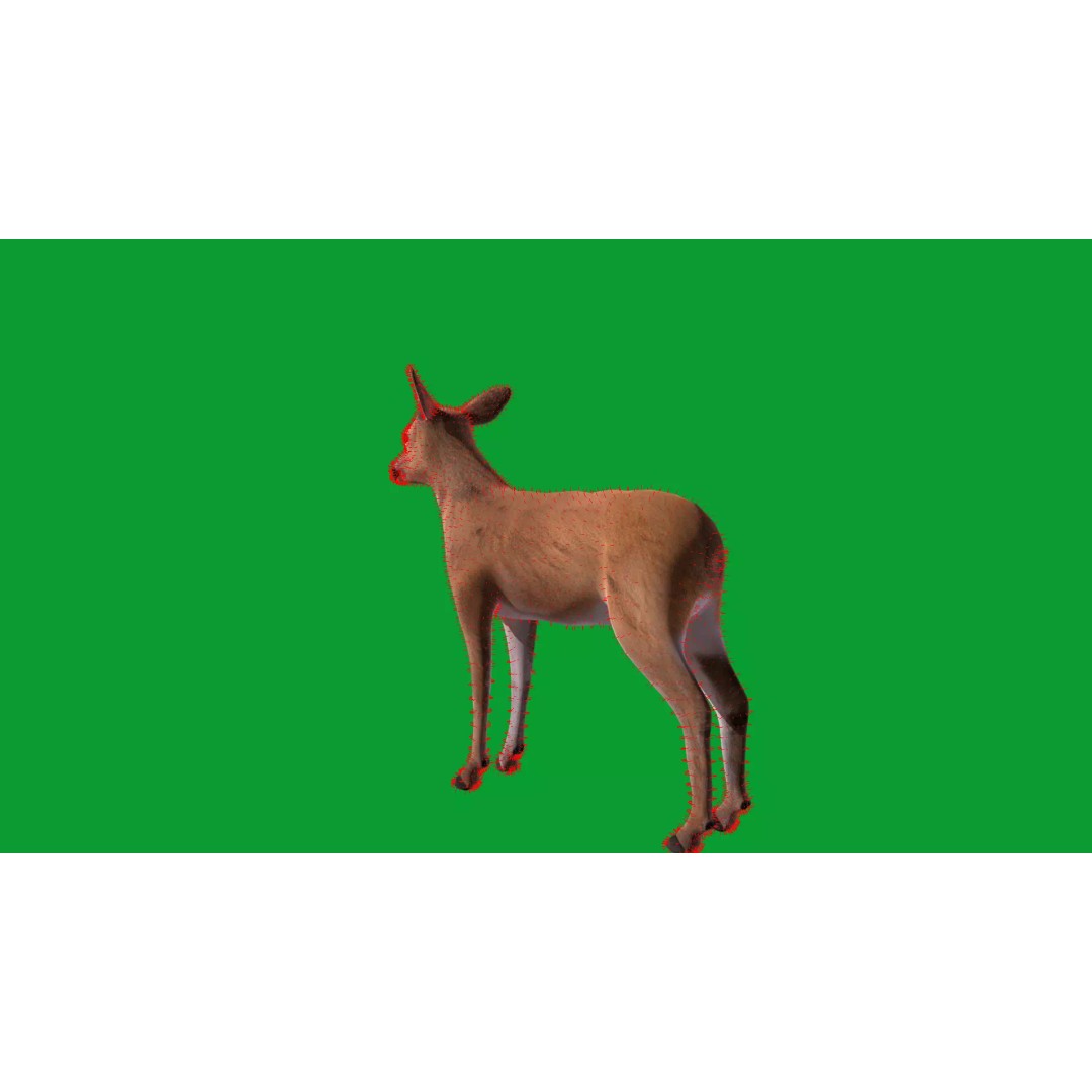 European Roe Deer 3D Model – Low Poly Game Ready Asset, FBX - View 23