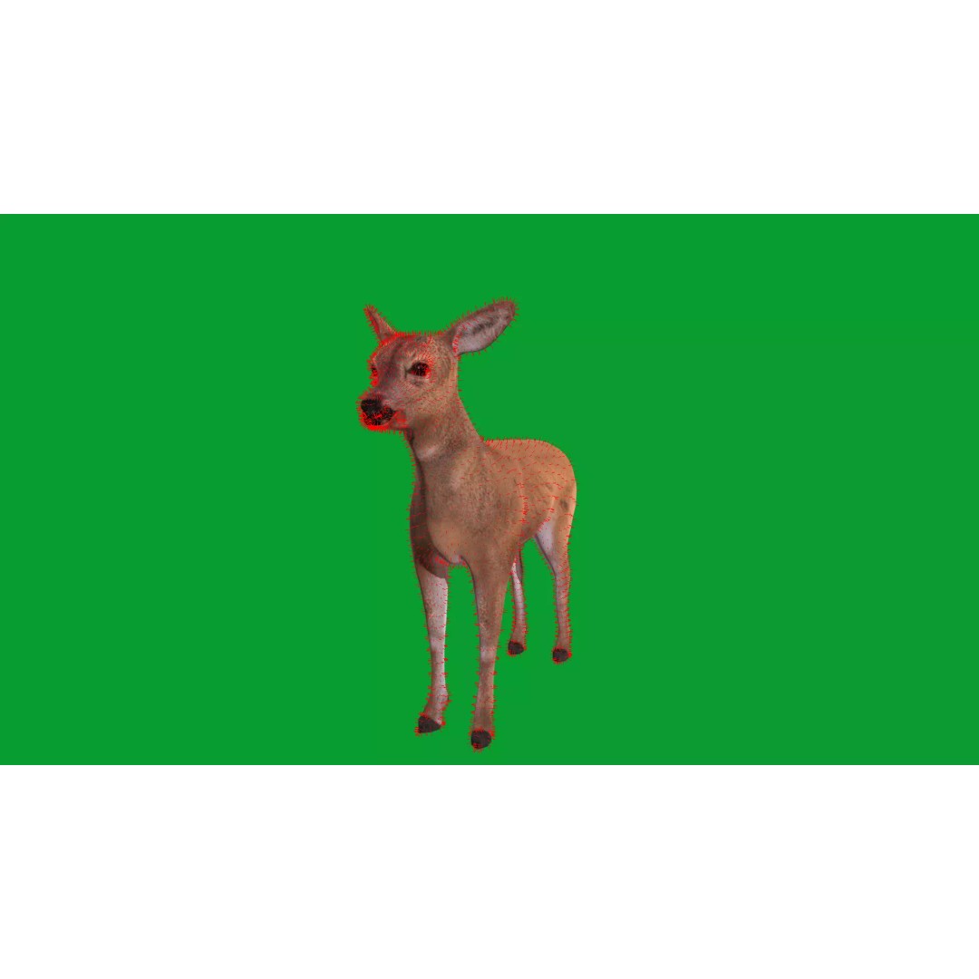 European Roe Deer 3D Model – Low Poly Game Ready Asset, FBX - View 24