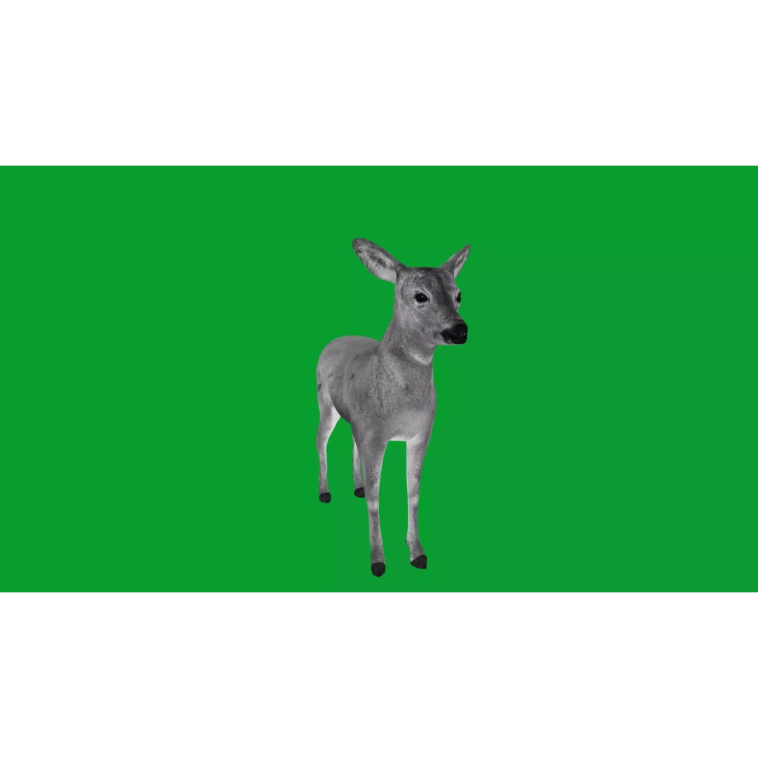 European Roe Deer 3D Model – Low Poly Game Ready Asset, FBX - View 26