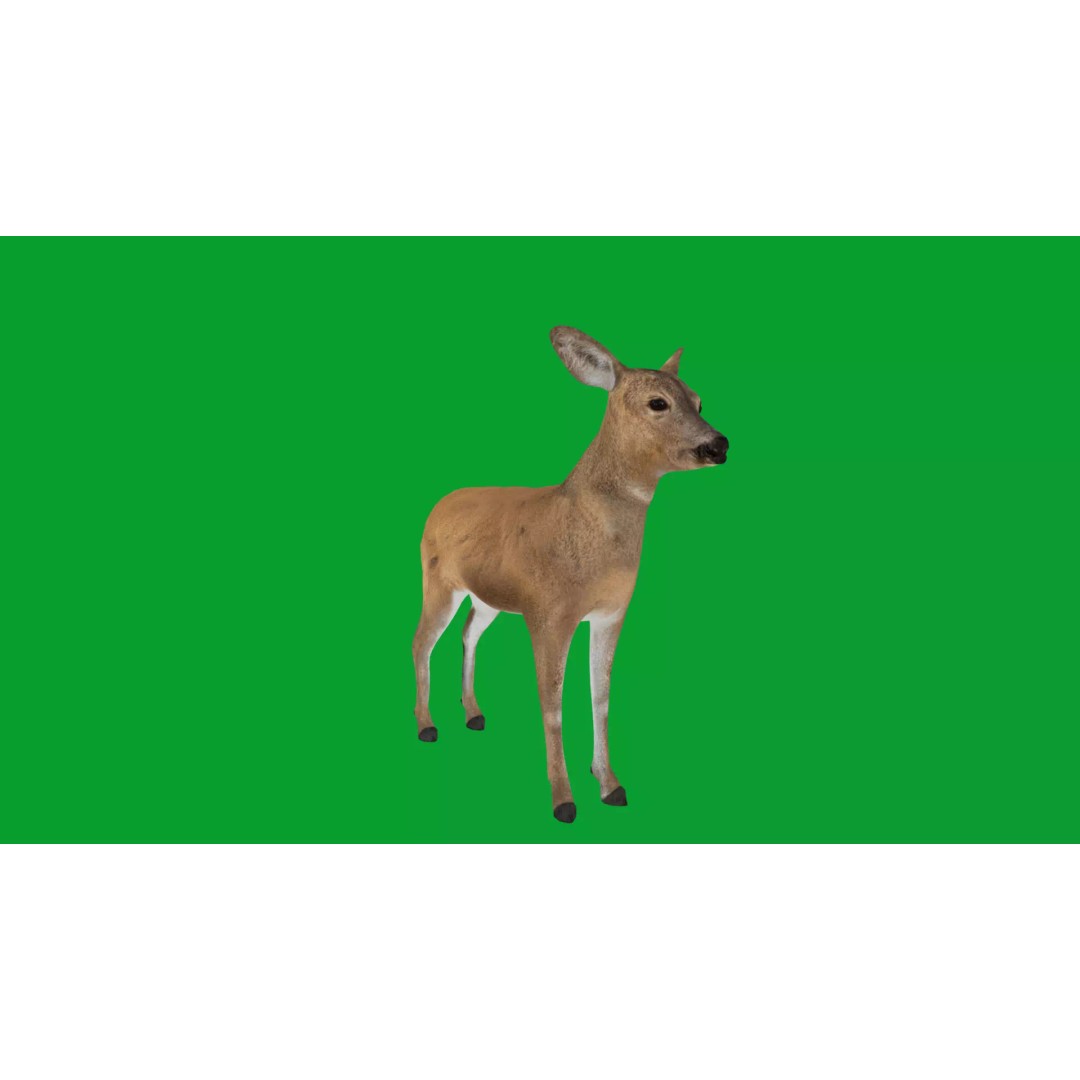 European Roe Deer 3D Model – Low Poly Game Ready Asset, FBX - View 31