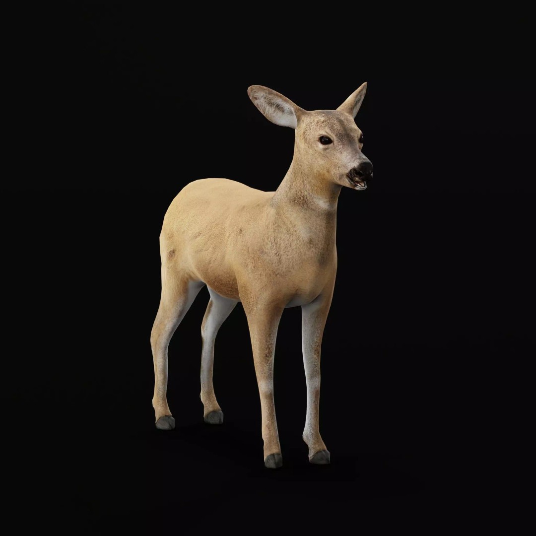 European Roe Deer 3D Model – Low Poly Game Ready Asset, FBX - View 32