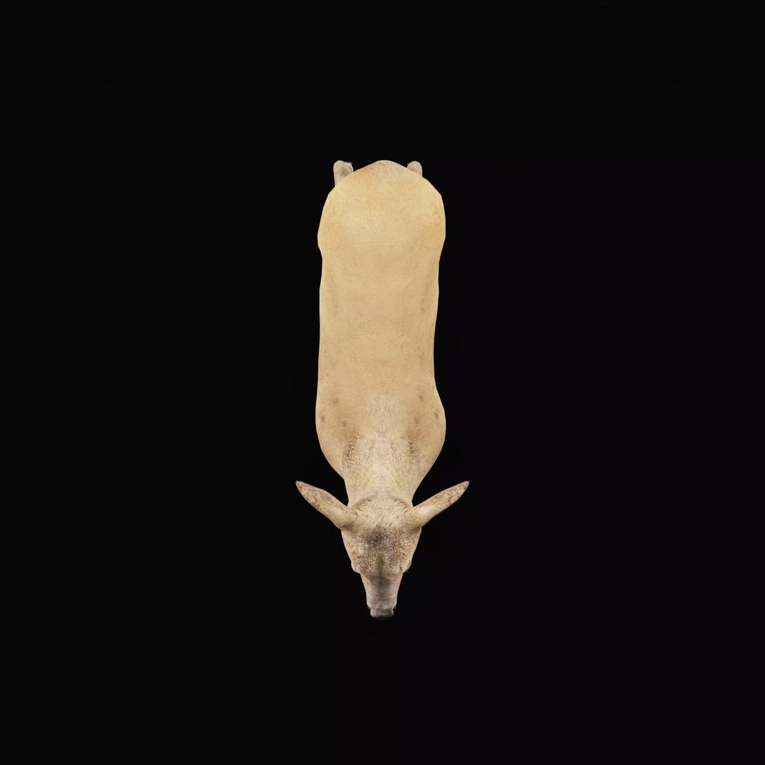 European Roe Deer 3D Model – Low Poly Game Ready Asset, FBX - View 34