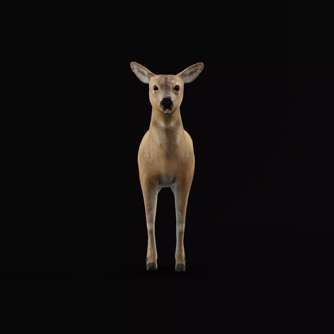 European Roe Deer 3D Model – Low Poly Game Ready Asset, FBX - View 35