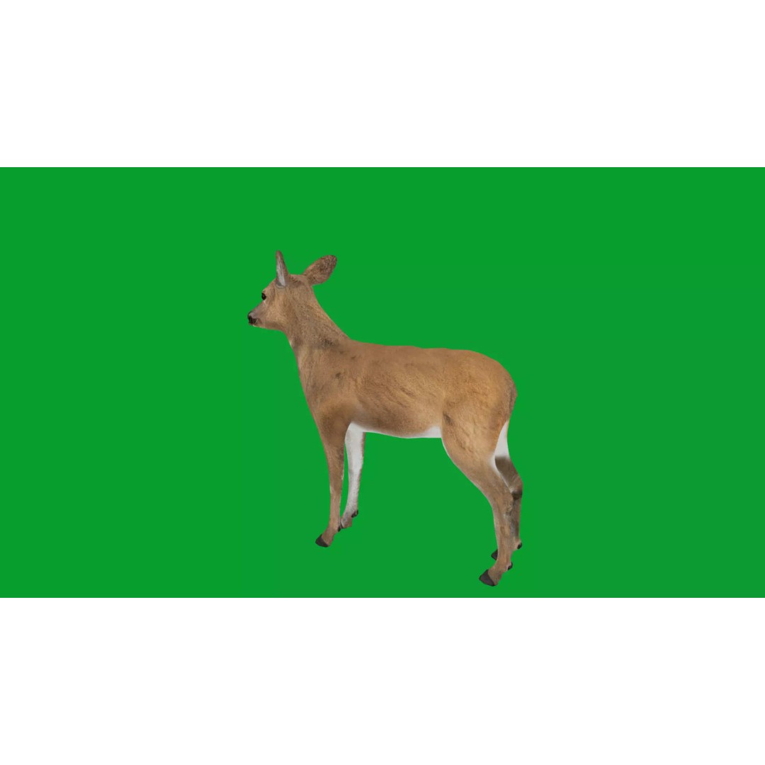 European Roe Deer 3D Model – Low Poly Game Ready Asset, FBX - View 36