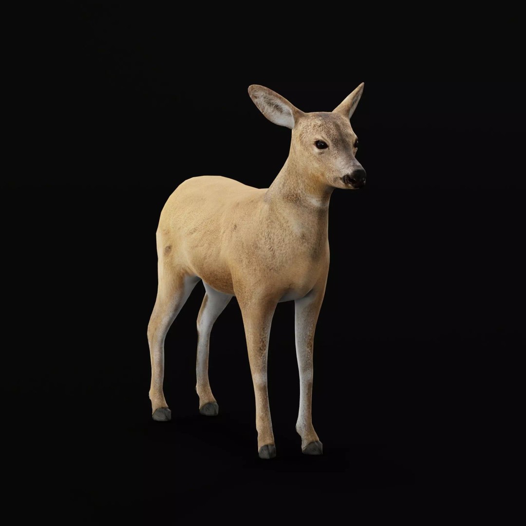 European Roe Deer 3D Model – Low Poly Game Ready Asset, FBX - View 37