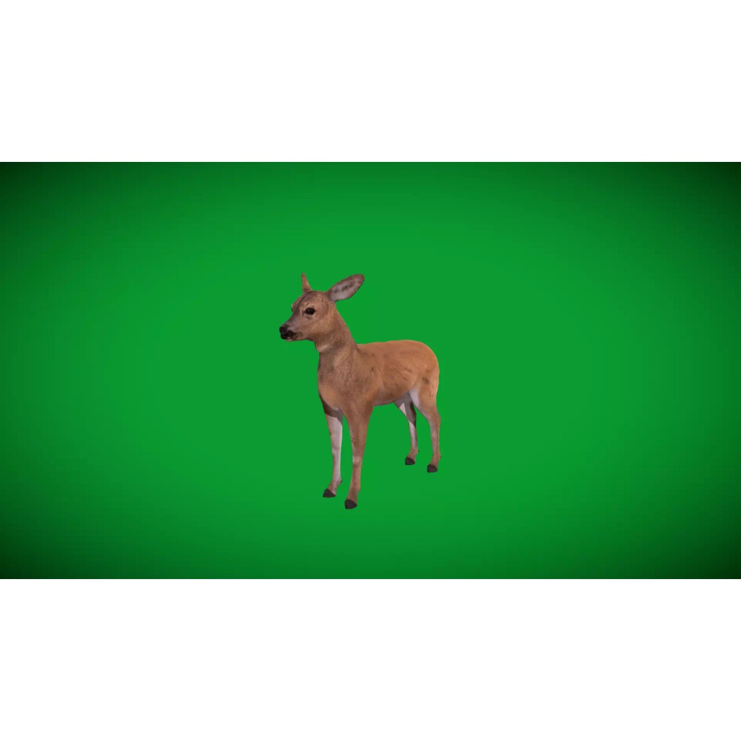 European Roe Deer 3D Model – Low Poly Game Ready Asset, FBX - View 38