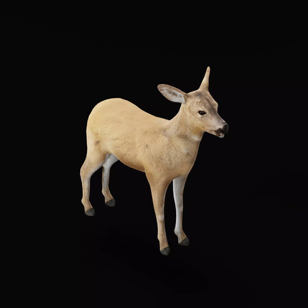 European Roe Deer 3D Model – Low Poly Game Ready Asset, FBX - View 39