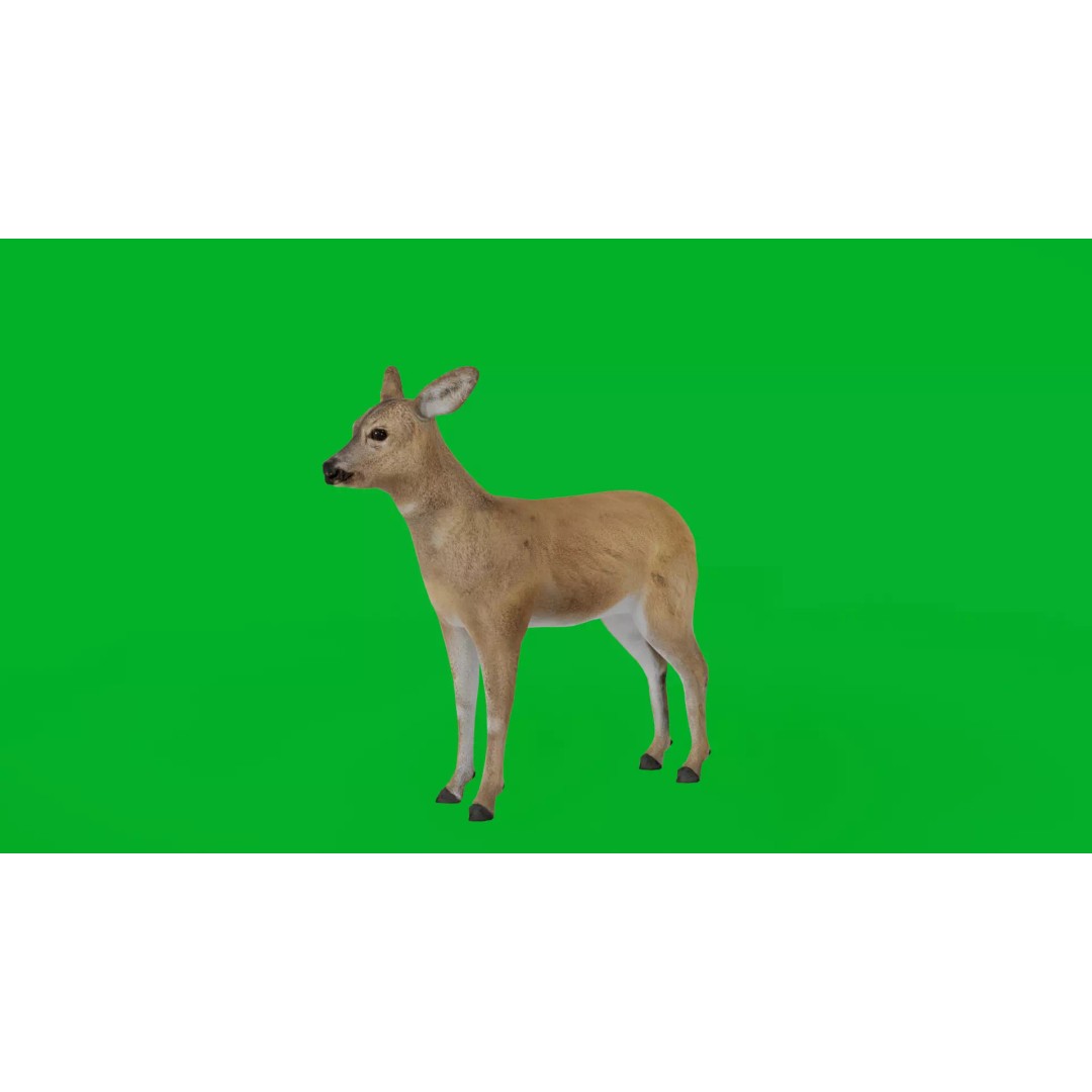 European Roe Deer 3D Model – Low Poly Game Ready Asset, FBX - View 4