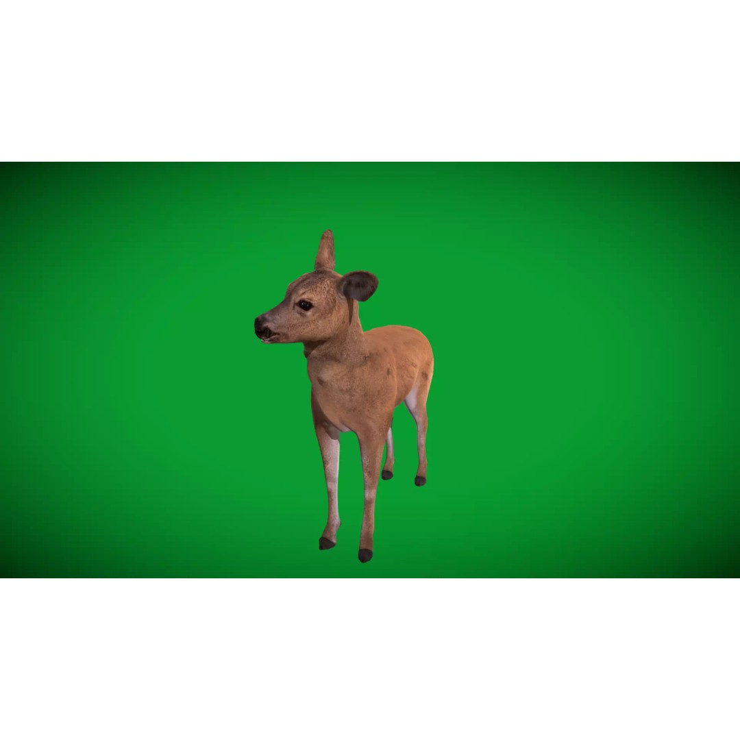 European Roe Deer 3D Model – Low Poly Game Ready Asset, FBX - View 40