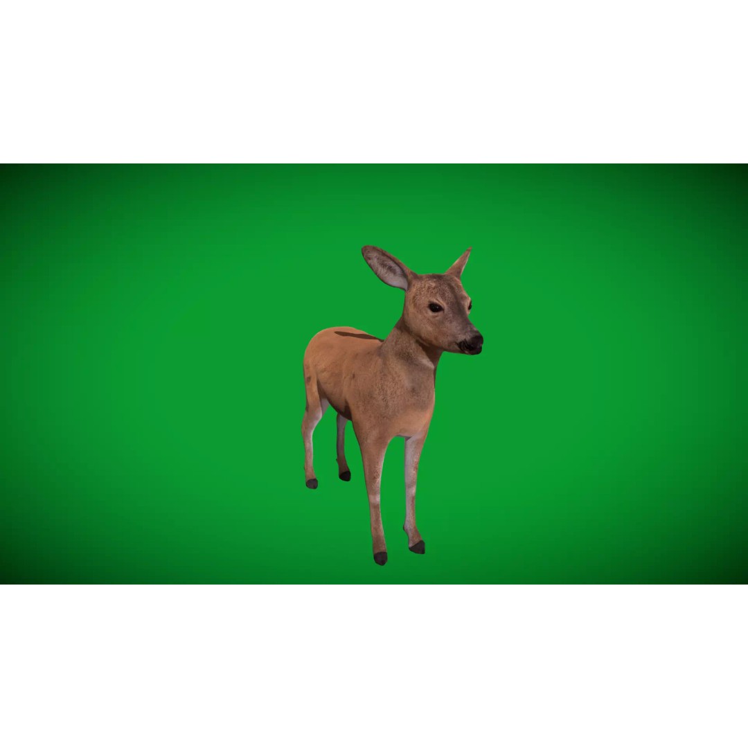 European Roe Deer 3D Model – Low Poly Game Ready Asset, FBX - View 41