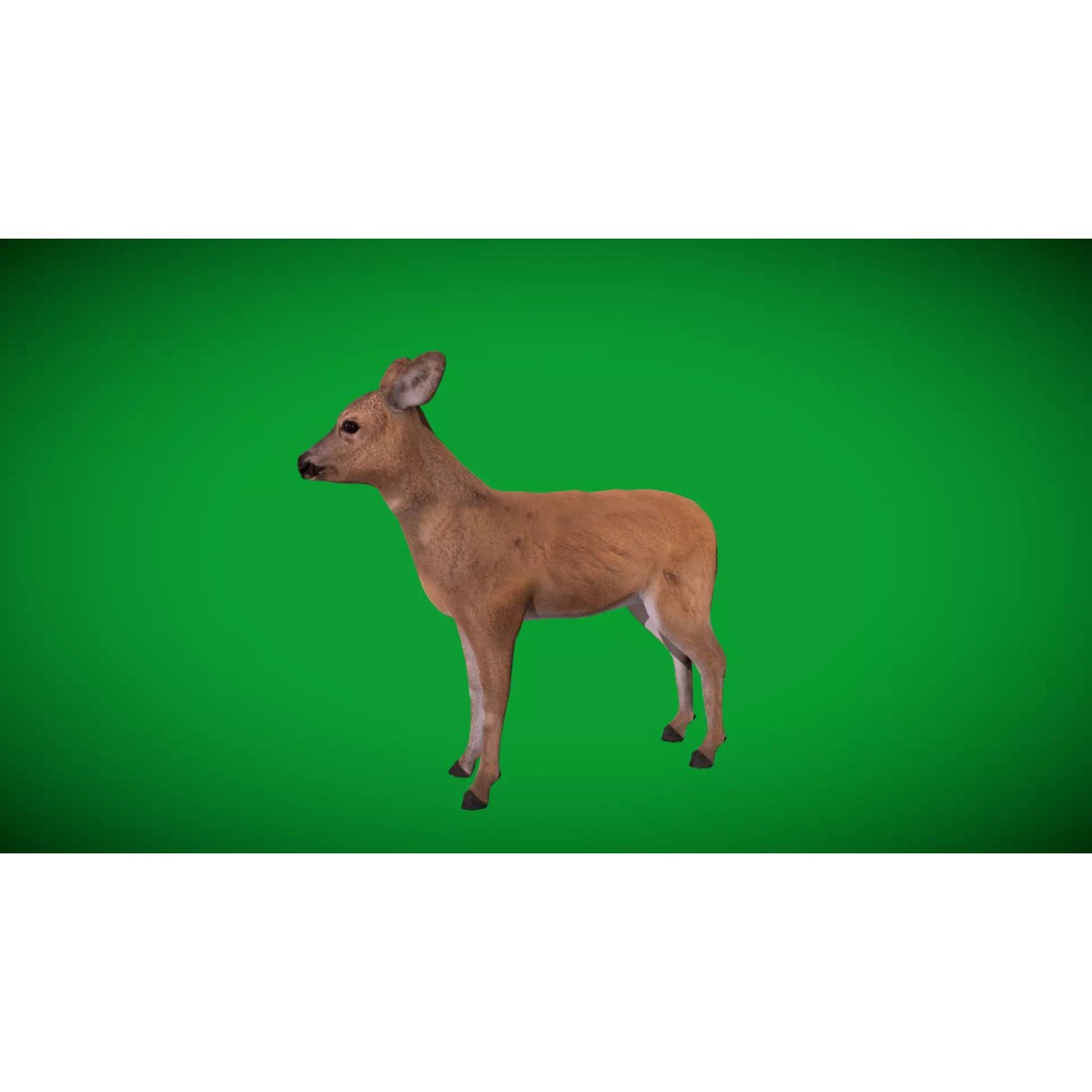 European Roe Deer 3D Model – Low Poly Game Ready Asset, FBX - View 42