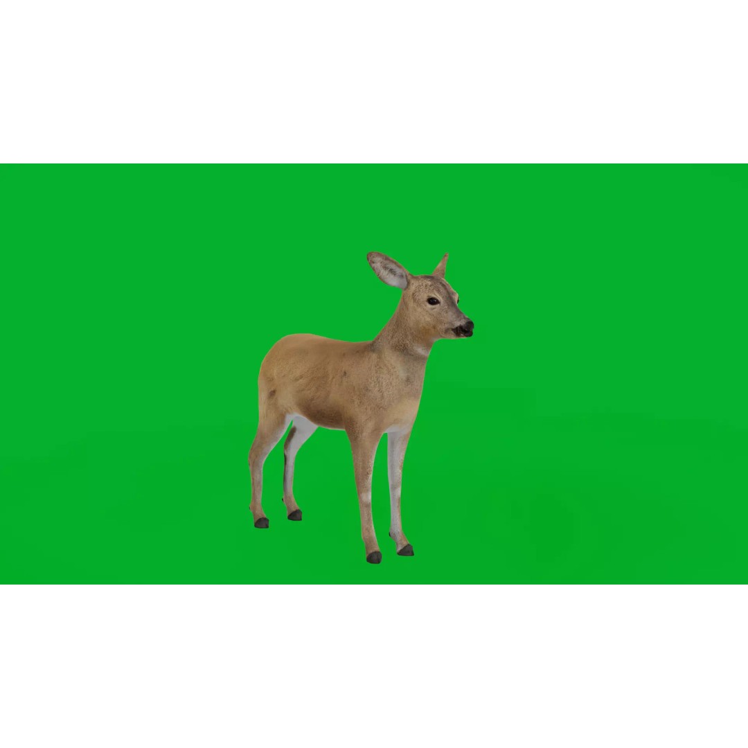 European Roe Deer 3D Model – Low Poly Game Ready Asset, FBX - View 5