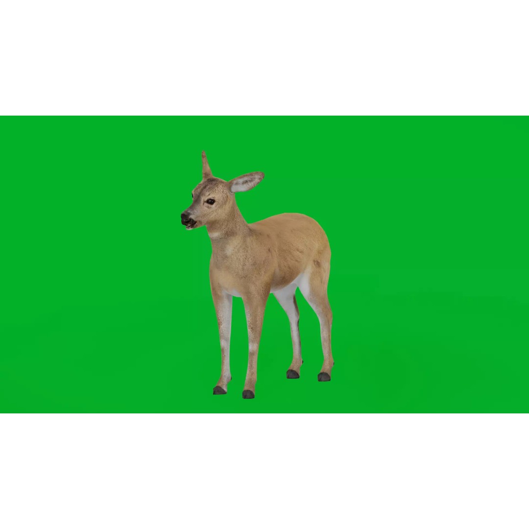 European Roe Deer 3D Model – Low Poly Game Ready Asset, FBX - View 6