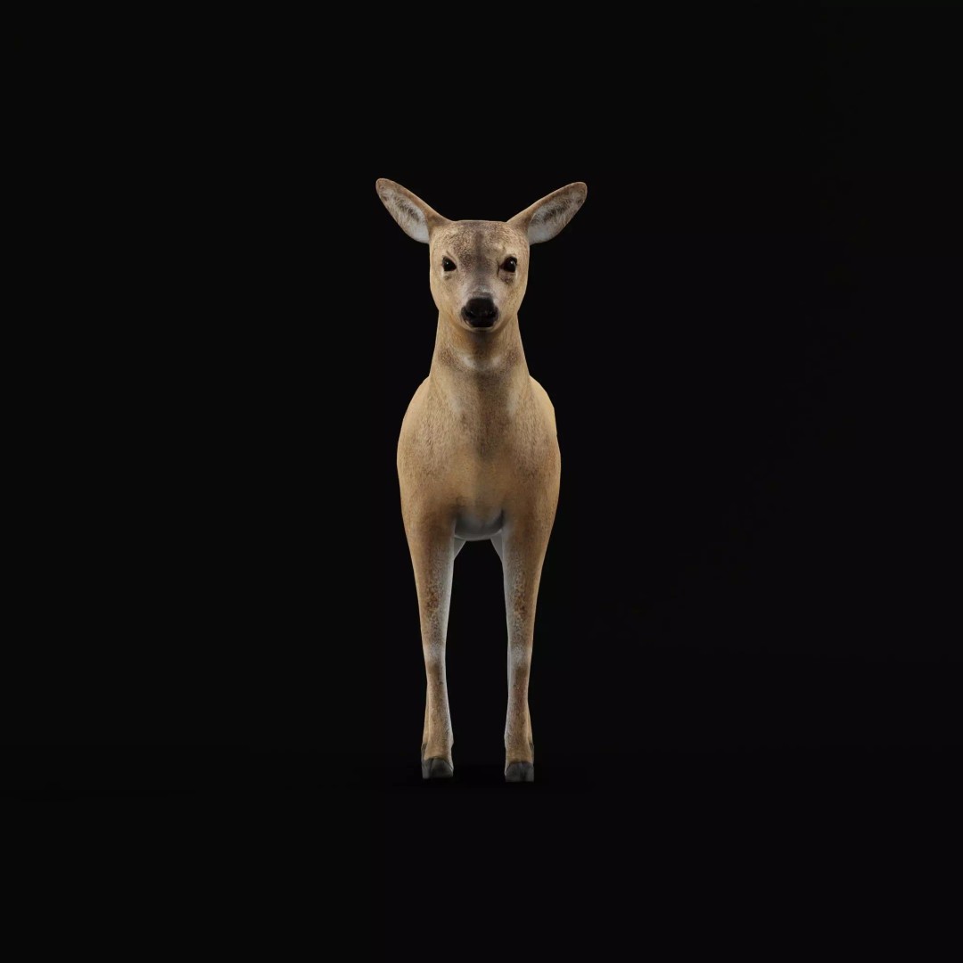European Roe Deer 3D Model – Low Poly Game Ready Asset, FBX - View 7