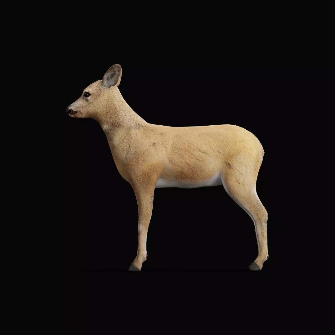 European Roe Deer 3D Model – Low Poly Game Ready Asset, FBX - View 8