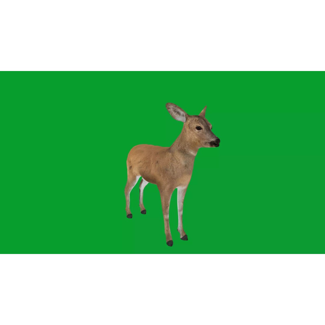 European Roe Deer 3D Model – Low Poly Game Ready Asset, FBX - View 9
