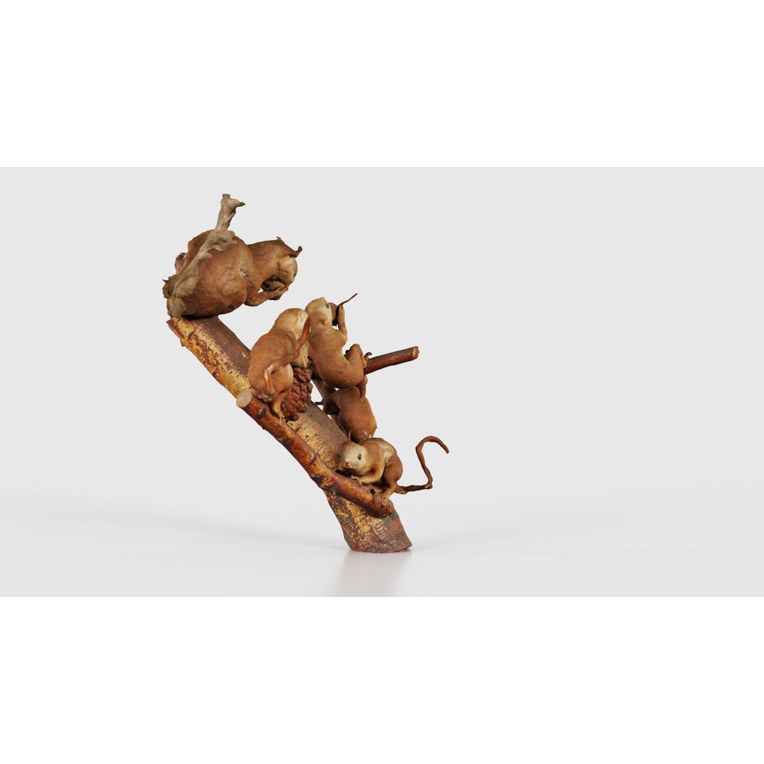 Squirrels on Branch 3D Model – Low Poly Photogrammetry Asset, FBX - View 20