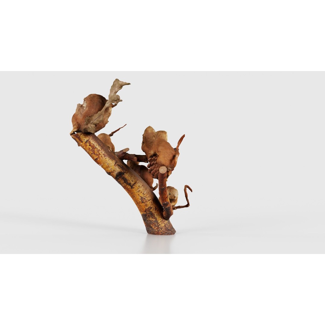 Squirrels on Branch 3D Model – Low Poly Photogrammetry Asset, FBX - View 21