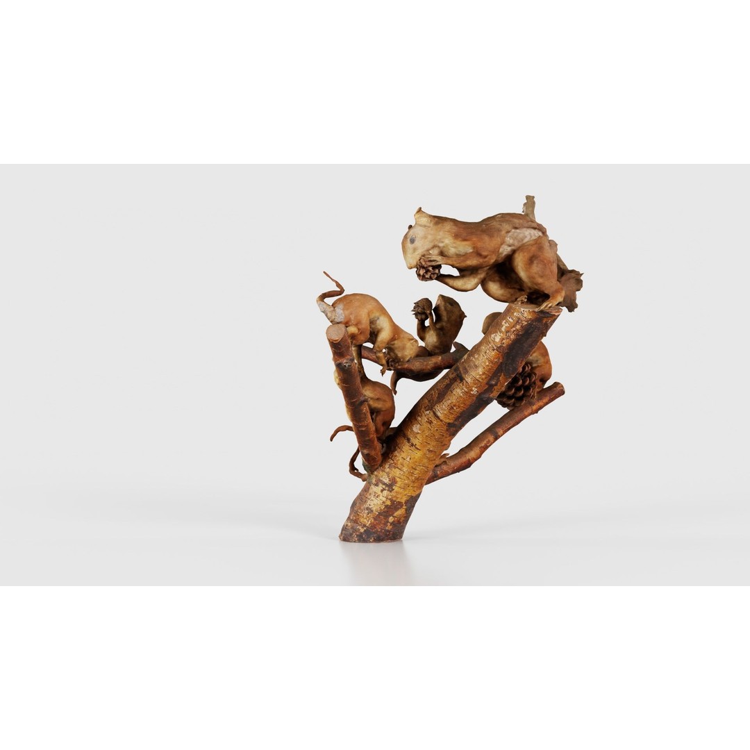 Squirrels on Branch 3D Model – Low Poly Photogrammetry Asset, FBX - View 25
