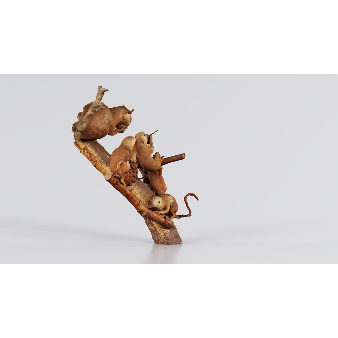 Squirrels on Branch 3D Model – Low Poly Photogrammetry Asset, FBX - View 7