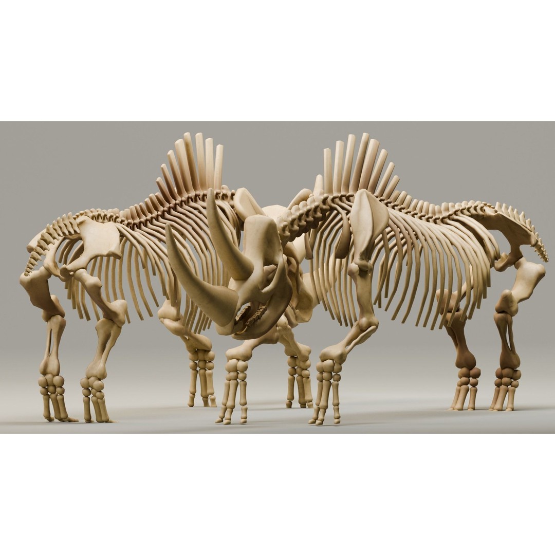 Woolly Rhino 3D Model – Low Poly Rigged Fossil, FBX & Blender - View 8