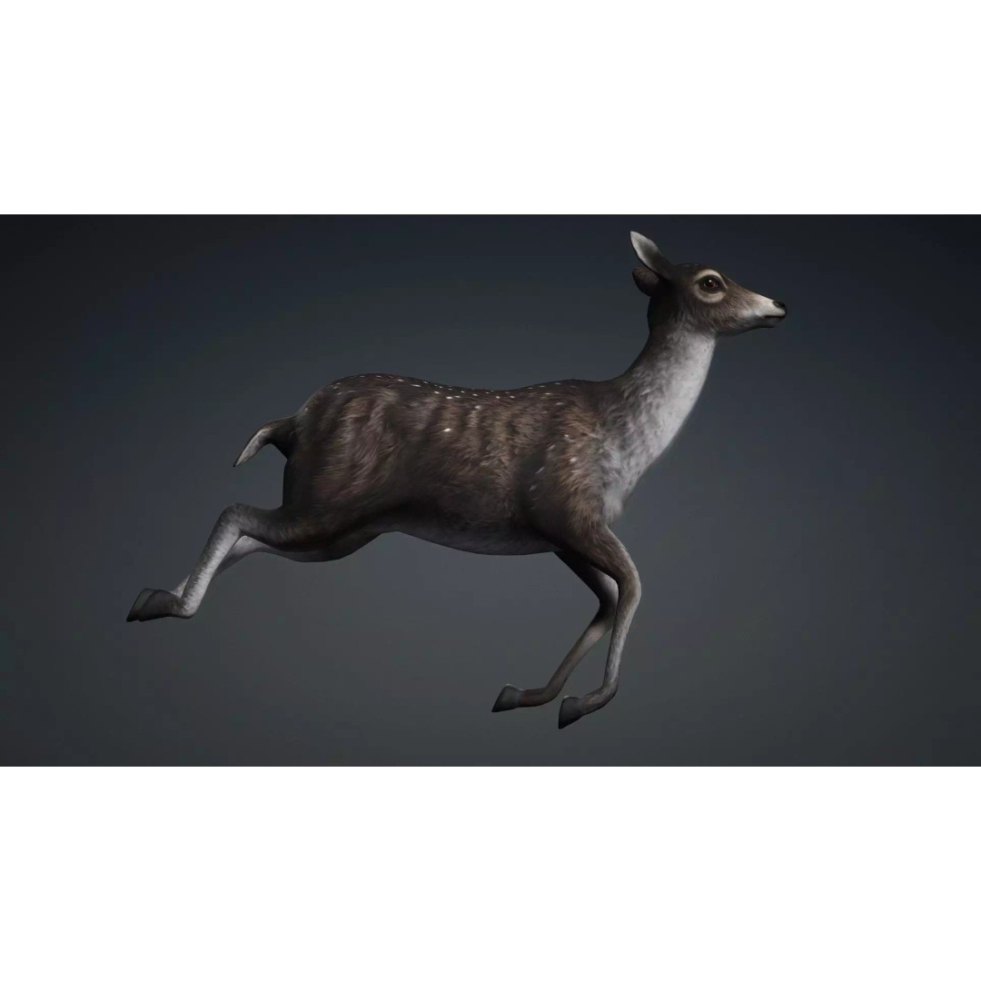 Deer 3D Model – Rigged Animated PBR Asset for Unity & Blender - View 10