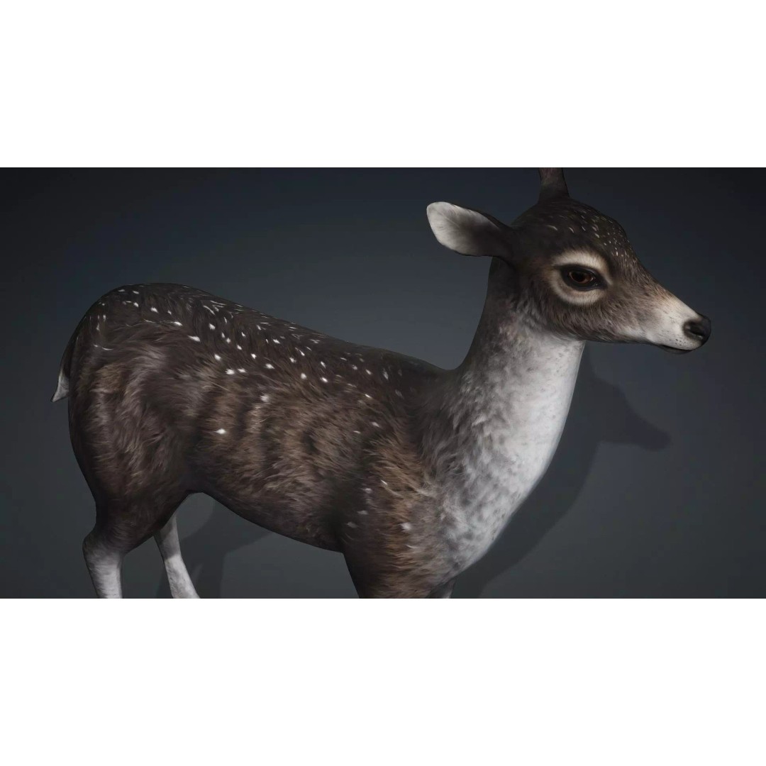 Deer 3D Model – Rigged Animated PBR Asset for Unity & Blender - View 13