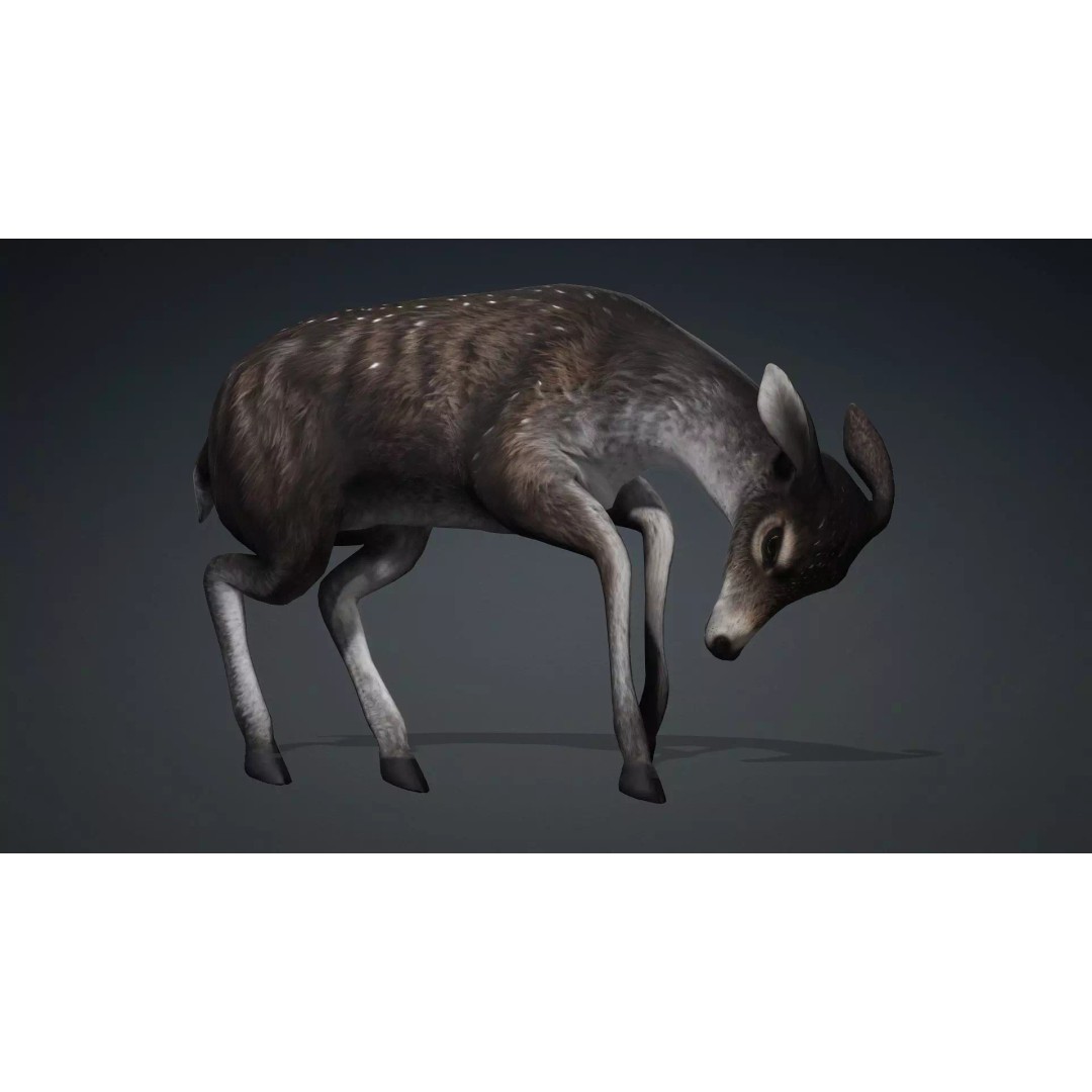 Deer 3D Model – Rigged Animated PBR Asset for Unity & Blender - View 15