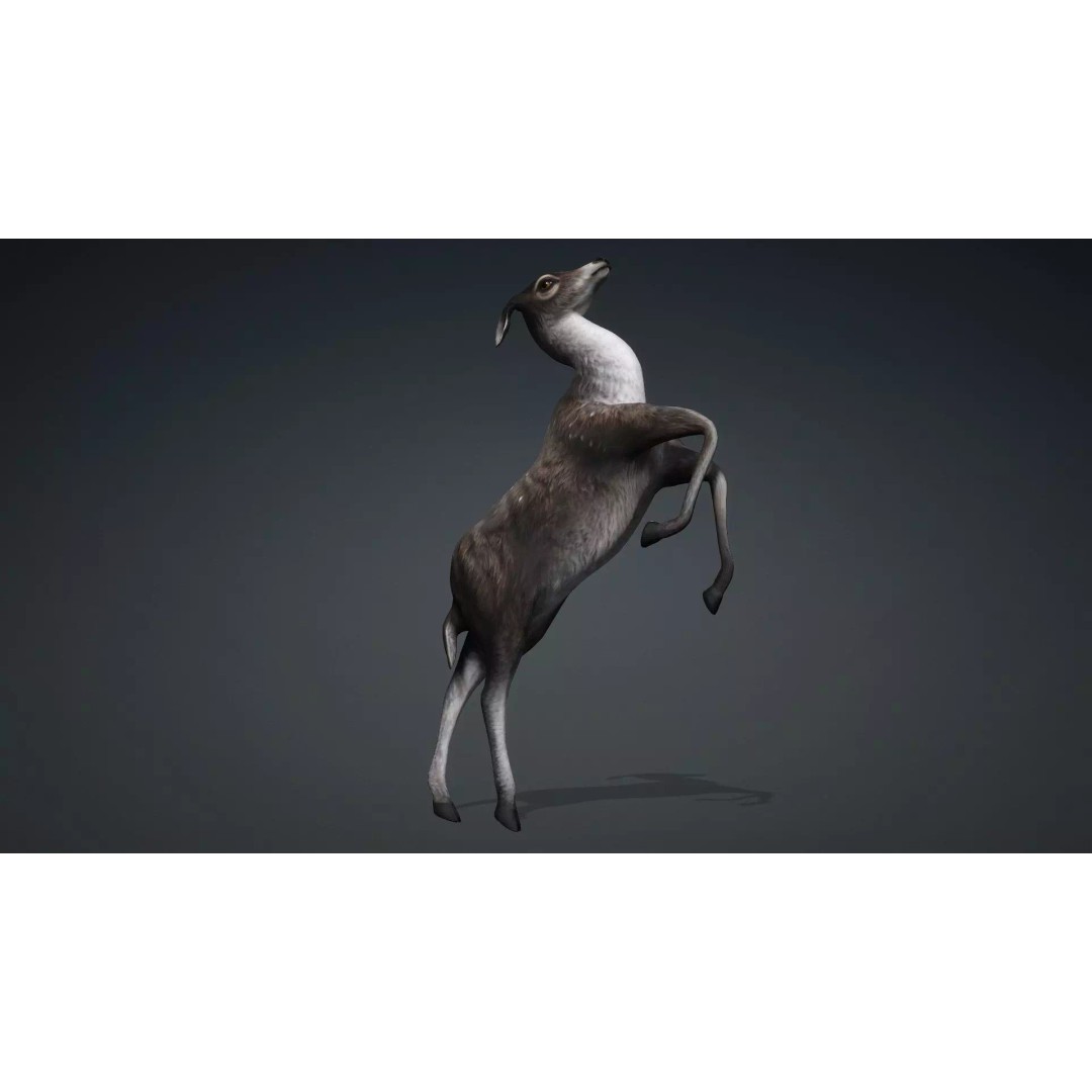 Deer 3D Model – Rigged Animated PBR Asset for Unity & Blender - View 16