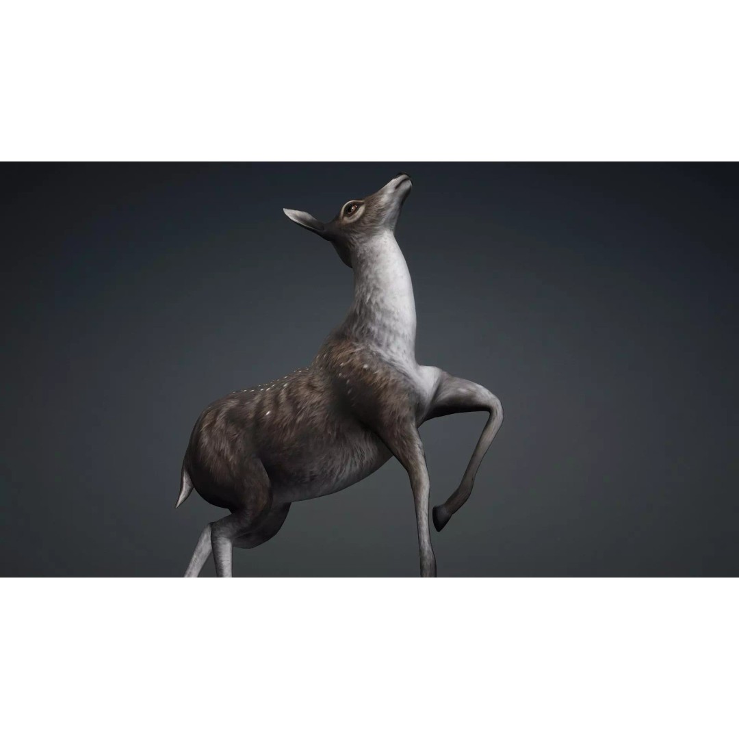 Deer 3D Model – Rigged Animated PBR Asset for Unity & Blender - View 17