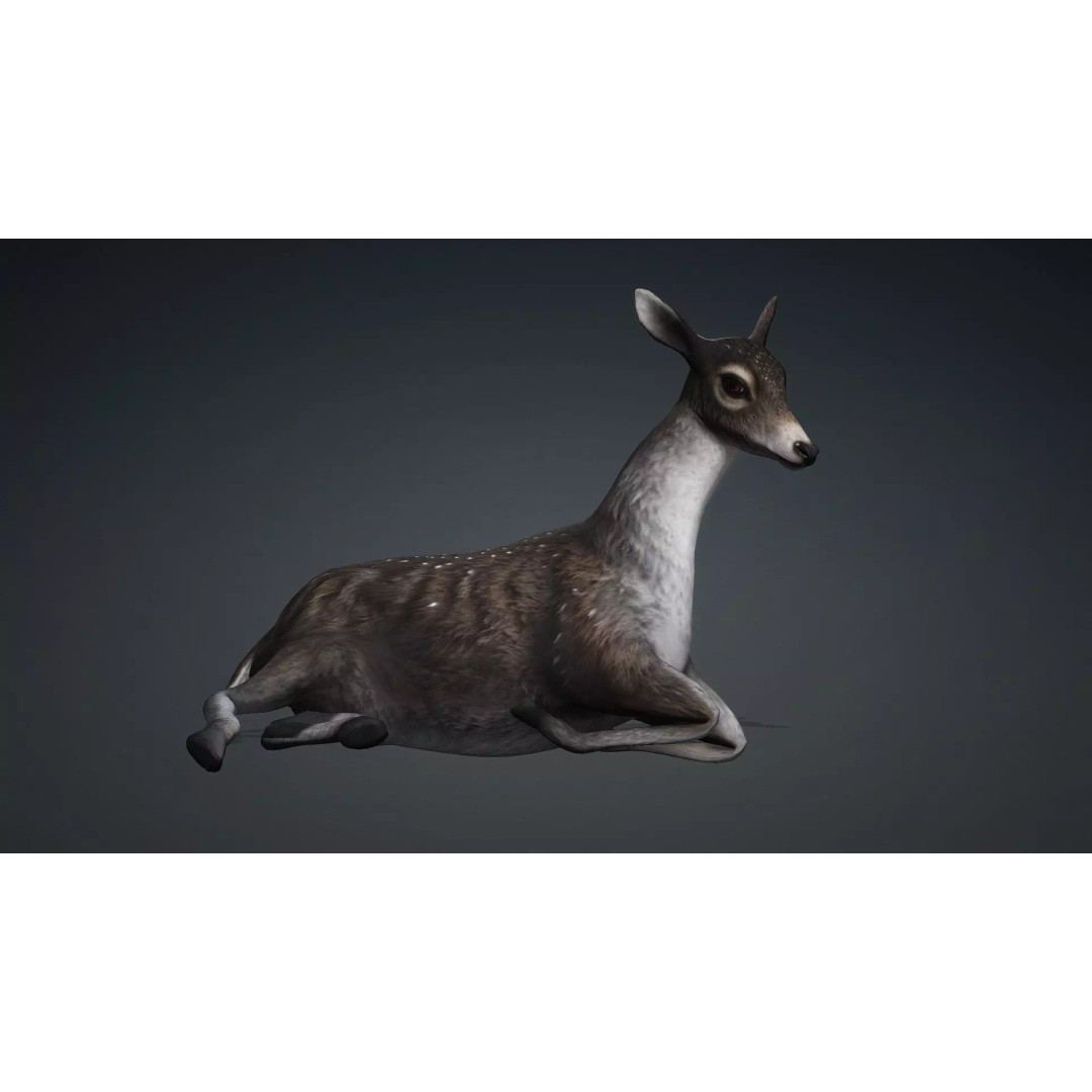 Deer 3D Model – Rigged Animated PBR Asset for Unity & Blender - View 8