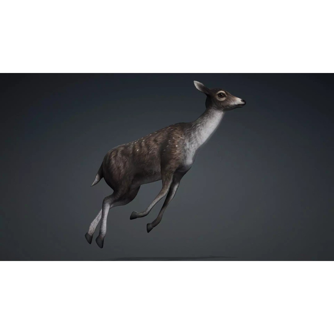 Deer 3D Model – Rigged Animated PBR Asset for Unity & Blender - View 9