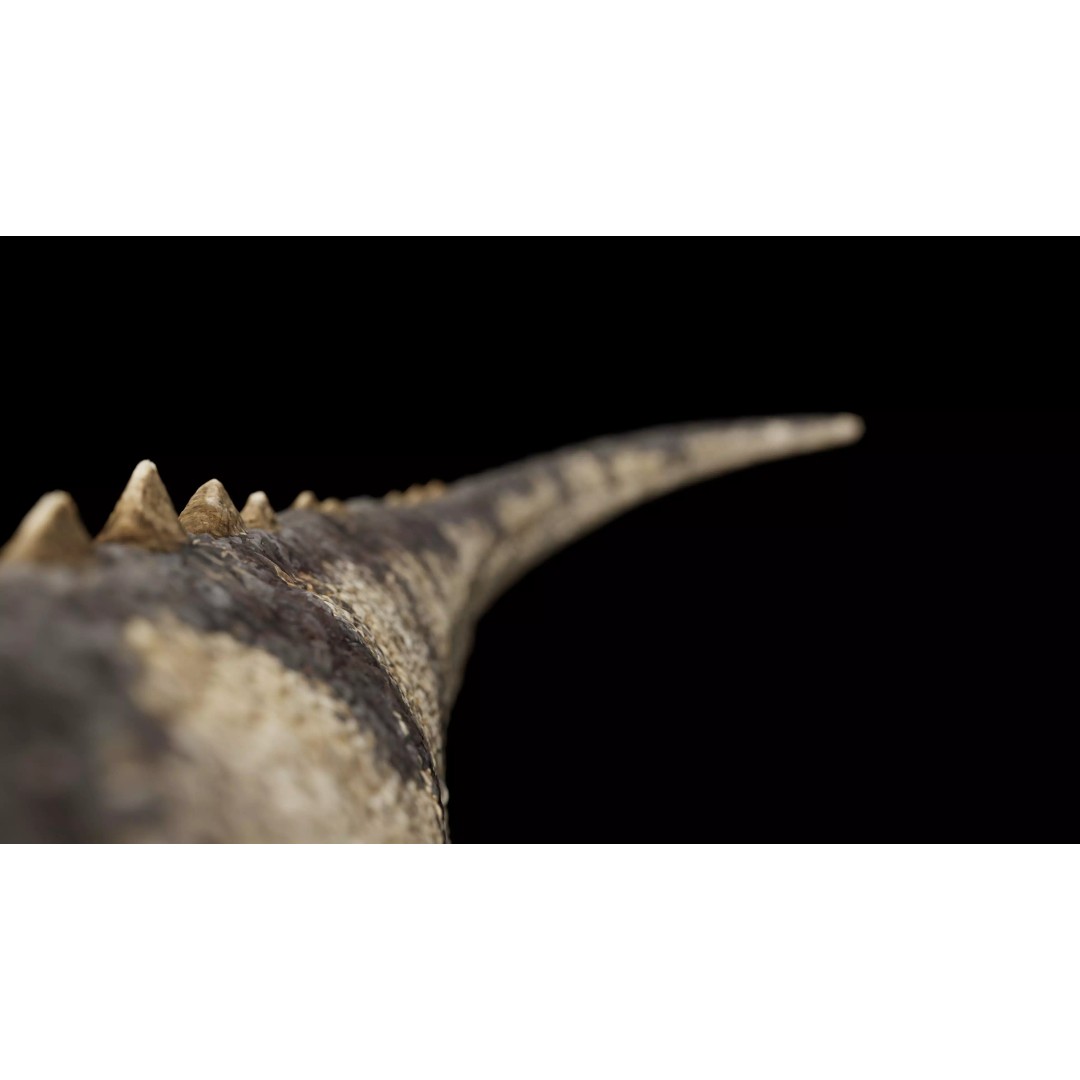 Ceratosaurus 3D Model – Rigged Dinosaur for Animation, FBX - View 15