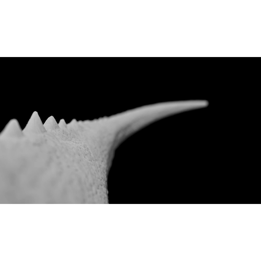 Ceratosaurus 3D Model – Rigged Dinosaur for Animation, FBX - View 16