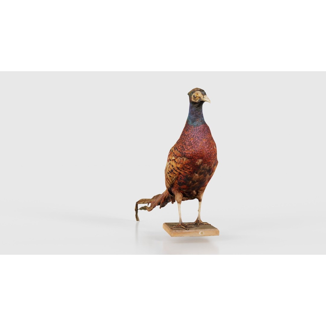 Pheasant 3D Model – Low Poly Game Asset, FBX, Blender, PBR