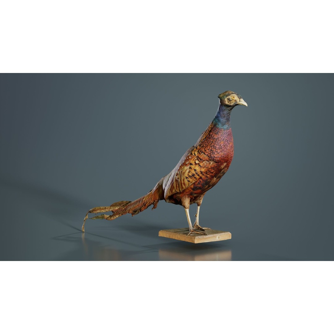 Pheasant 3D Model – Low Poly Game Asset, FBX, Blender, PBR - View 10