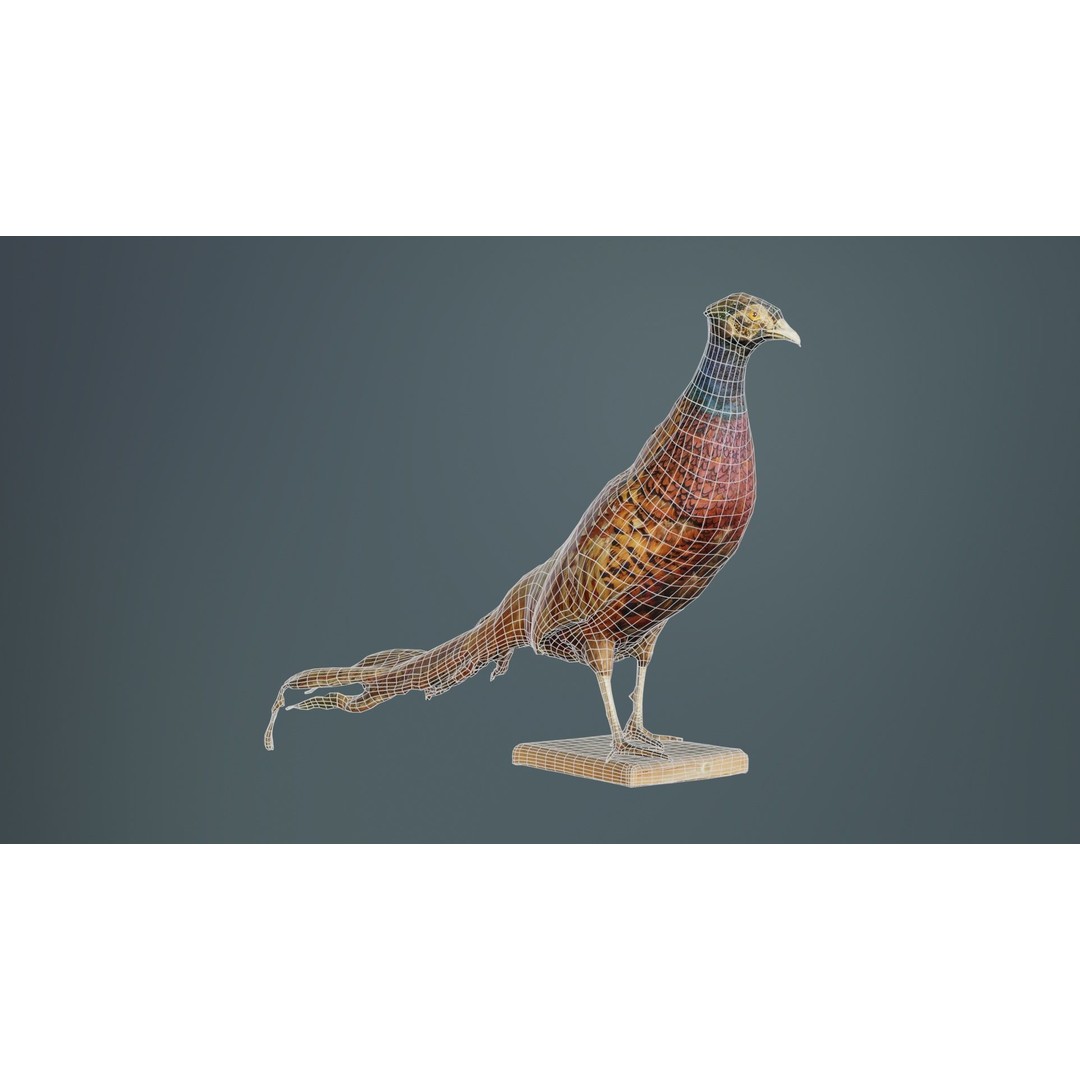 Pheasant 3D Model – Low Poly Game Asset, FBX, Blender, PBR - View 11