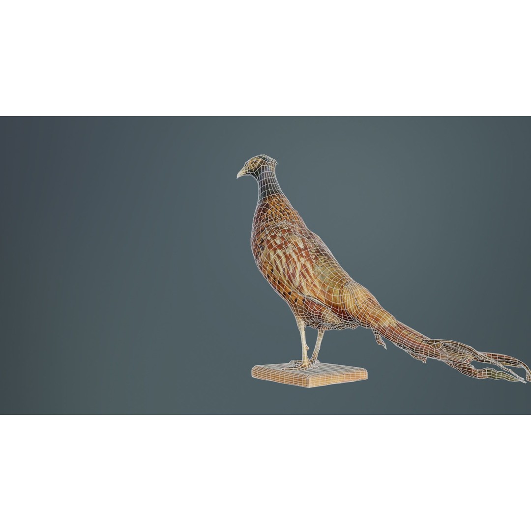 Pheasant 3D Model – Low Poly Game Asset, FBX, Blender, PBR - View 12