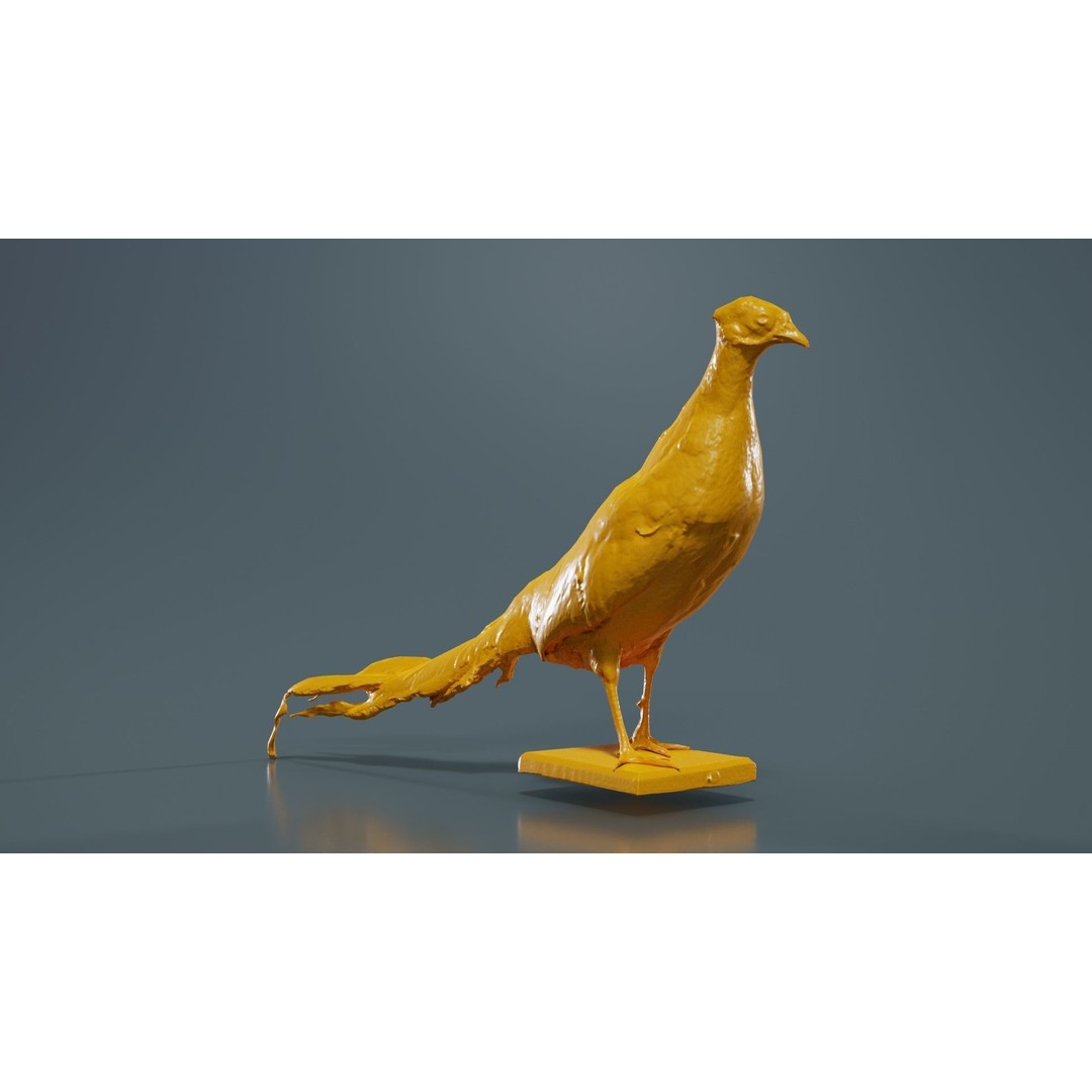 Pheasant 3D Model – Low Poly Game Asset, FBX, Blender, PBR - View 14