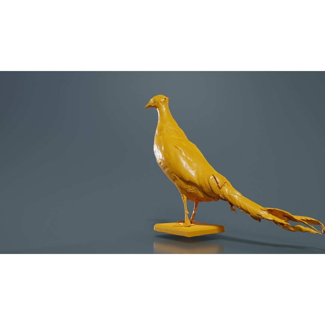 Pheasant 3D Model – Low Poly Game Asset, FBX, Blender, PBR - View 15